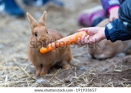 Boy hand feeding rabbit with a carrot.