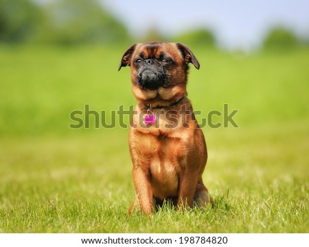 Little brown dog sitting on the grass on a sunny summer day.