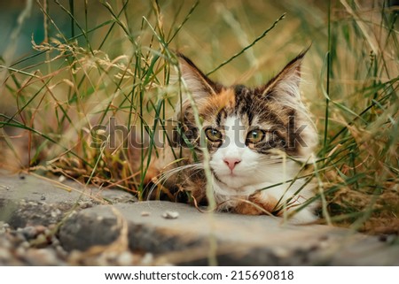 Domestic cat hiding in the grass on a summer day.