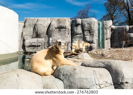 Two polar bears in captivity in zoological garden on a sunny summer day.