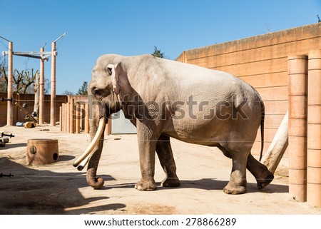Adult elephant in captivity in zoological garden on sunny spring day.