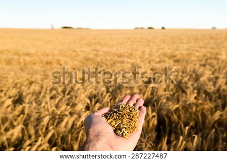 Human hand holding newly harvested grain with blurred grain field in the background.