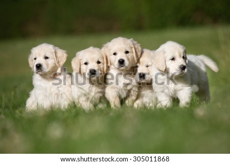Litter of five cute purebred golden retriever puppies outdoors in the nature on grass meadow on a sunny summer day.
