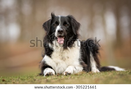 A purebred Border Collie dog without leash outdoors in the nature on a sunny day.