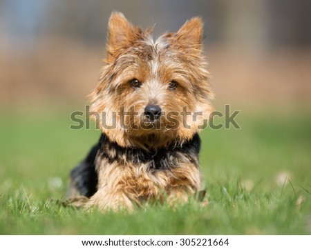 A purebred Yorkshire Terrier dog without leash outdoors in the nature on a sunny day.