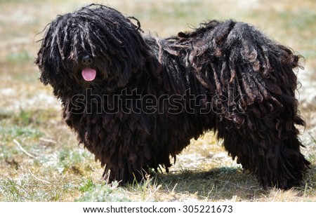 A purebred Puli dog without leash outdoors in the nature on a sunny day.