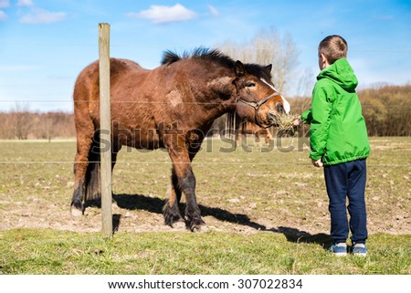 Young boy in green jacket feeding brown horse with grass on farm.