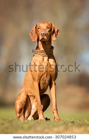 A purebred Vizsla dog without leash outdoors in the nature on a sunny day.