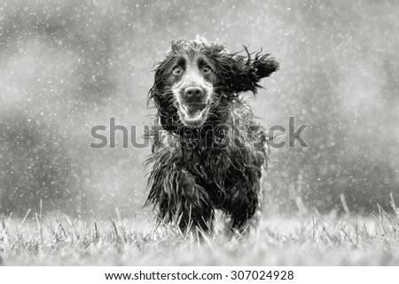 Black and white rendering of purebred cocker spaniel dog outdoors in the nature on grass meadow on a rainy summer day.