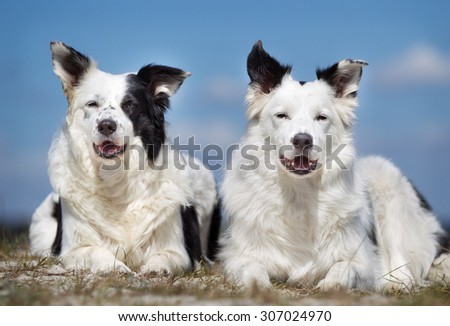 Purebred Border Collie dogs without leash outdoors in the nature on a sunny day.