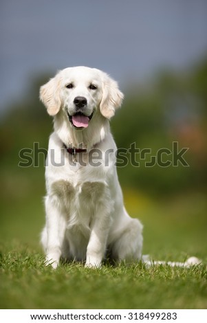 Happy and smiling Golden Retriever dog outdoors in the nature on a sunny summer day with the dog tongue sticking out.