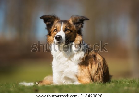 A purebred dog without leash outdoors in the nature on a sunny day.
