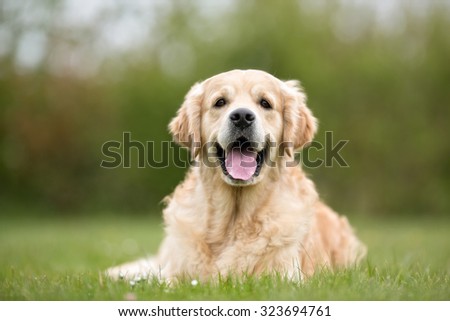 A purebred Golden Retriever dog without leash outdoors in the nature on a sunny day.