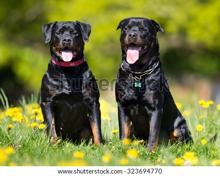 Happy and smiling Rottweiler dogs outdoors in the nature on a sunny summer day with the dog tongue sticking out.