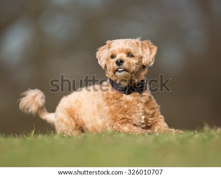 A mixed breed dog without leash outdoors in the nature on a sunny day.