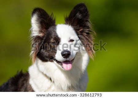 Happy and smiling Welsh Corgi dog outdoors in the nature on a sunny summer day with the dog tongue sticking out.