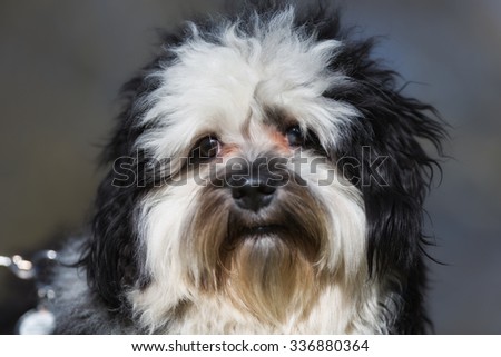 A purebred Havanese dog without leash outdoors in the nature on a sunny day.