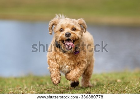 A mixed breed dog without leash outdoors in the nature on a sunny day.