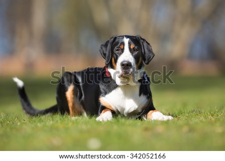 A purebred Grosser Schweizer Sennenhund dog without leash outdoors in the nature on a sunny day.
