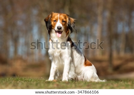 A purebred Kooikerhondje dog without leash outdoors in the nature on a sunny day.