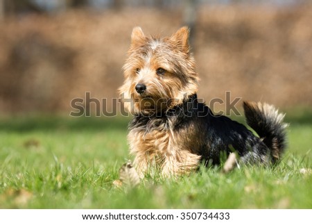 A purebred Yorkshire Terrier dog without leash outdoors in the nature on a sunny day.
