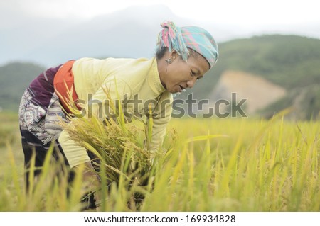 SA PA, VIETNAM -SEP 30: Unidentified farmer from the Black Hmong Ethnic Minority People harvesting on terrace rice field on September 30, 2011 Na Tam Village Lao Cai Vietnam