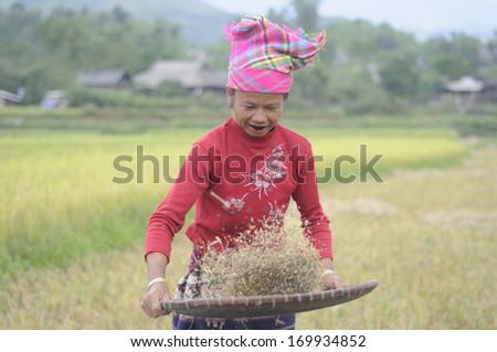 SA PA, VIETNAM -SEPT 30: Unidentified farmer from the Black Hmong Ethnic Minority People harvesting on terrace rice field on September 30, 2011 Na Tam Village Lao Cai Vietnam