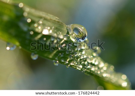 Dew drop on the blade of grass