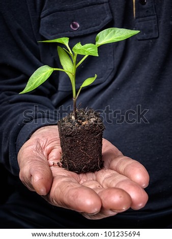 Young plant on a lump of soil in a hand of an old farmer.