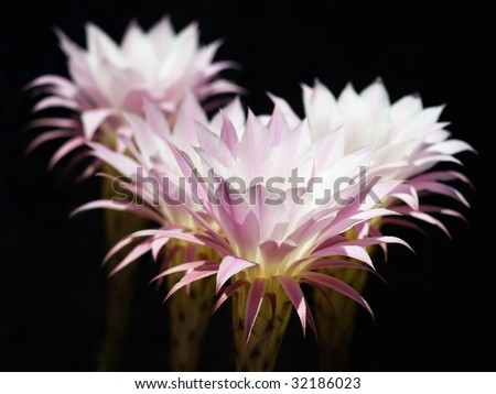 These cactus flowers will last only one spring day. Dark background, not isolated.