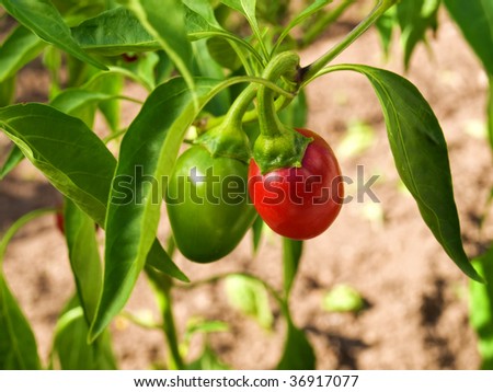 chilli Chili+pepper+plant