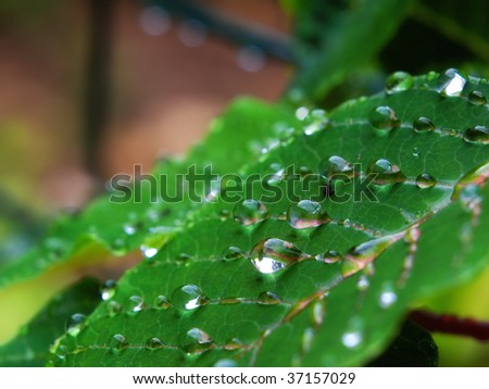 Closeup view of a leaf with drops on it after rain.