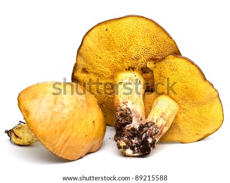 Edible bolete pine mushrooms on a white background.