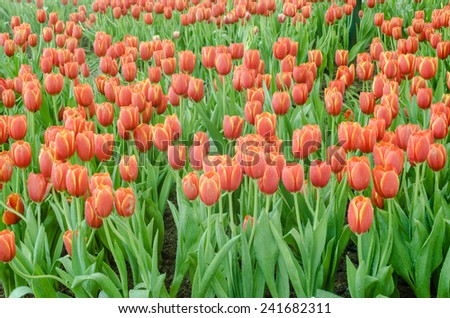 orange tulip in the garden on good day