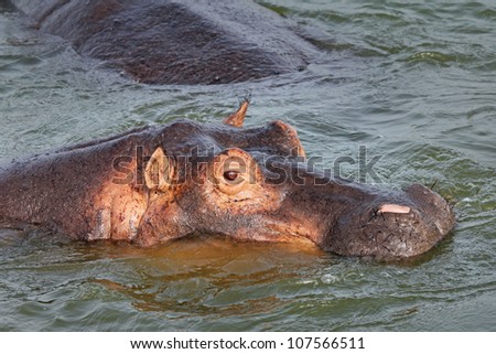 WILD Hippopotami Swim in the Kazinga Channel in Uganda, Africa
