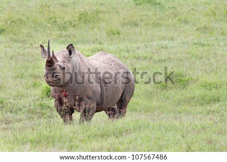 The Black Rhinoceros or Hook-lipped Rhinoceros (Diceros bicornis) is the most endangered animal in Africa.  Seen here after a BLOODY fight in the wild at Lake Nakuru, Kenya, Africa.