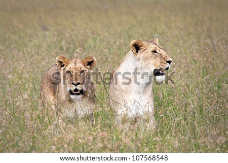 A WILD pair of (female) Lionesses return to the pride after a successful hunt of wildebeest in the Masai Mara of Kenya, Africa.