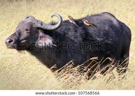 A WILD African Buffalo with cleaner birds on its back (symbiotic relationship--they remove parasites) in the Masai Mara, Kenya, Africa