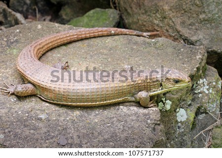 black plated lizard