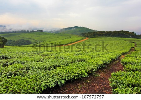 A Tea Plantation in Uganda, Africa. Tea is an important export in this country; locals spend all day in the hot sun working for less than a few dollars a week.