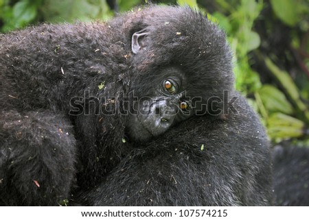 One of the most endangered animals, the Mountain Gorilla. In the wilds of the Virunga Mountains, Rwanda. This baby is a twin (only twins in the world!); part of the Susa Group, studied by Dian Fossey.