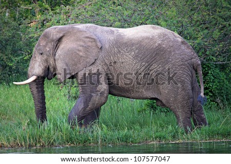 A WILD African Elephant feeding on vegetation on the shore of the Kazinga Channel in Uganda, Africa