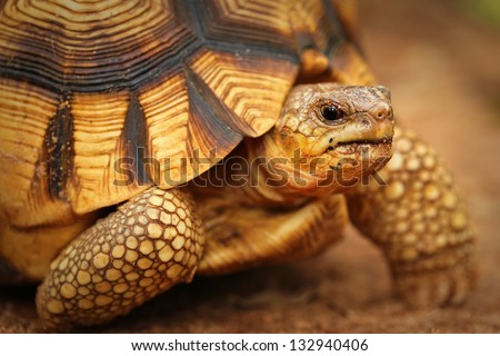 Angonoka or Ploughshare Tortoise (Astrochelys yniphora) in Madagascar. This is the most critically endangered tortoise in the world (~500 left in the wild). Extinction predicted in 10 years.