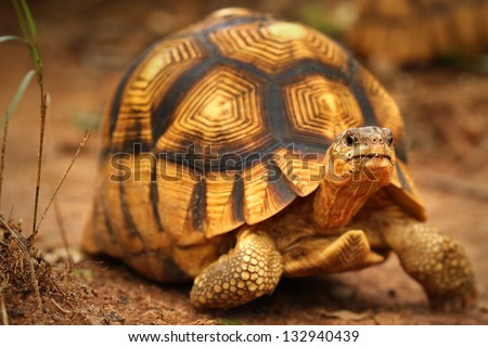 Angonoka Or Ploughshare Tortoise (Astrochelys Yniphora) In Madagascar. This Is The Most Critically Endangered Tortoise In The World (~500 Left In The Wild). Extinction Predicted In 10 Years.