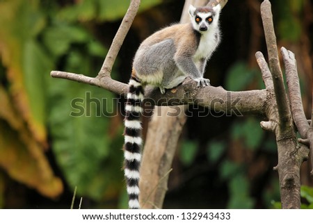 Ring-tailed Lemur (Lemur catta) looks out with big, bright orange eyes and watches from a branch in Madagascar. This is a large and endangered (near threatened) lemur species.