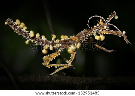 Stick Insect is attacked and parasitized by Cordyceps fungus in Madagascar. Spores enter nervous system, taking control and killing the animal. Fruiting bodies can be seen erupting from dead insect.