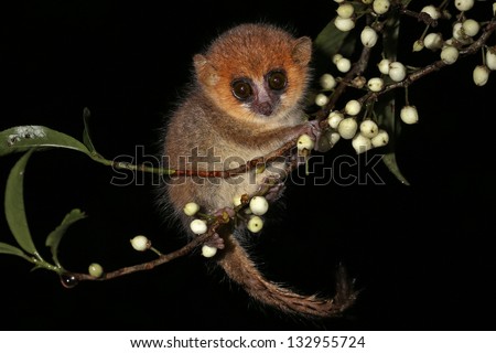 Brown Mouse Lemur (Microcebus rufus) in a rain forest in Madagascar (Ranomafana). Mouse Lemurs are the world\'s smallest primates. Extremely cute & adorable with huge eyes holding onto twig & berries.