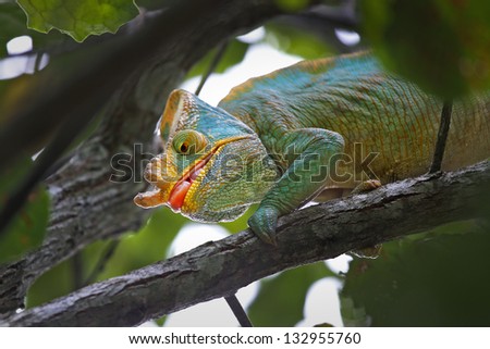 ENDANGERED male Parson\'s Chameleon (Calumma parsonii) hunting an insect (eyes focused with tongue about to shoot out) in Madagascar. The largest chameleon species in the world. IUCN Near Threatened.