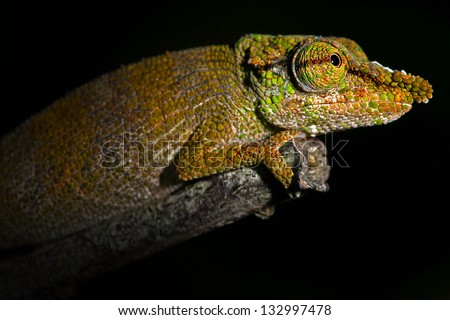 A Nose-horned or Big-nosed Chameleon (Calumma nasutum) rests on a branch in the wilds of Madagascar (Ranomafana).  Leaves, branch, forest, foliage, tree, rain.