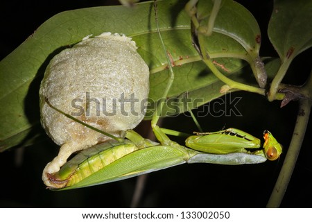 A Praying Mantis creates her egg sac or case (called an ootheca) at night in a rainforest near Ranomafana, Madagascar.